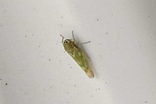 Réf. 317 899 : Frutioidia bisignata